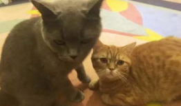 娱乐圈吃瓜猫咪是谁呀,揭秘网络红星的幕后推手