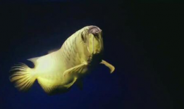 鱼视频观赏大全,探秘水族世界的精彩瞬间